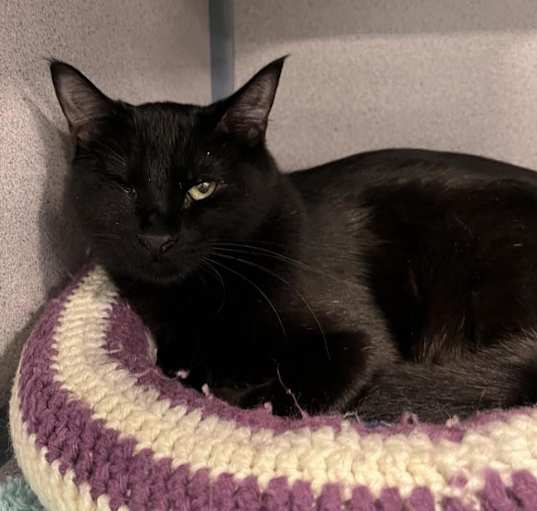 Photo of Pirate
