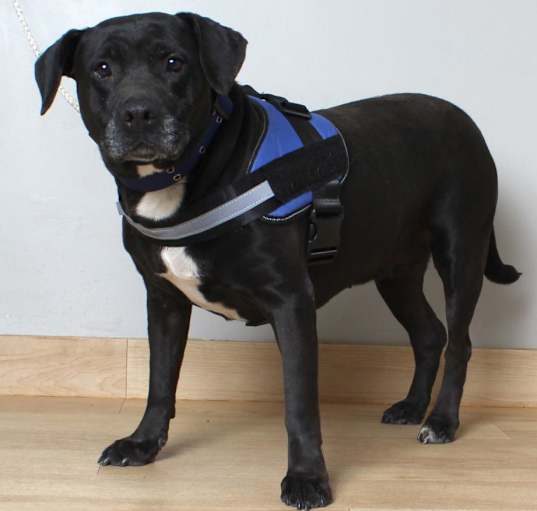 Photo of Stella** D18562