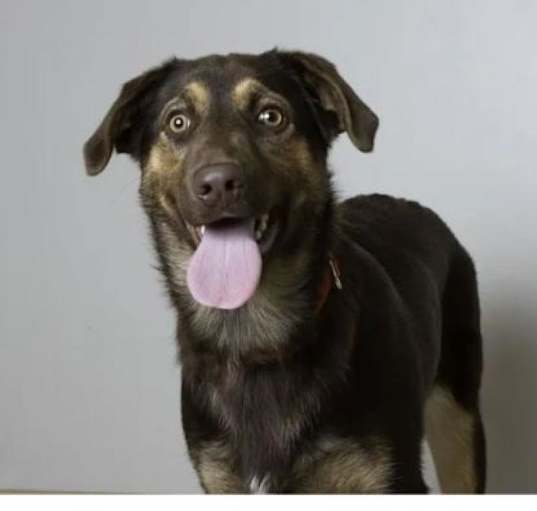 Photo of Milan D14236 (Sponsored)