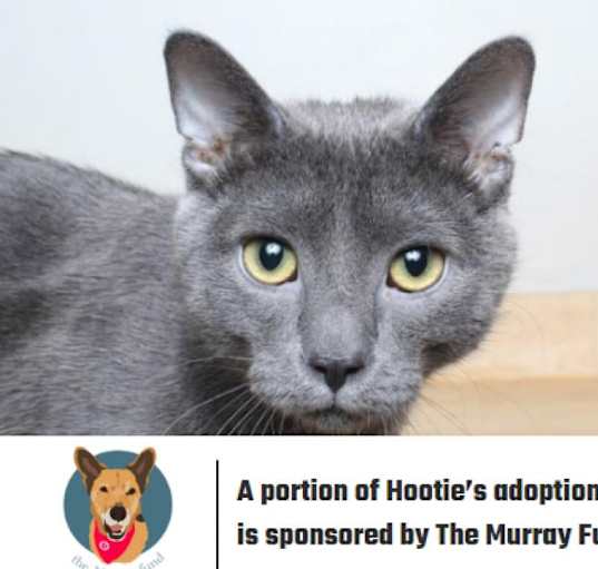 Photo of Hootie C12551 (Sponsored)