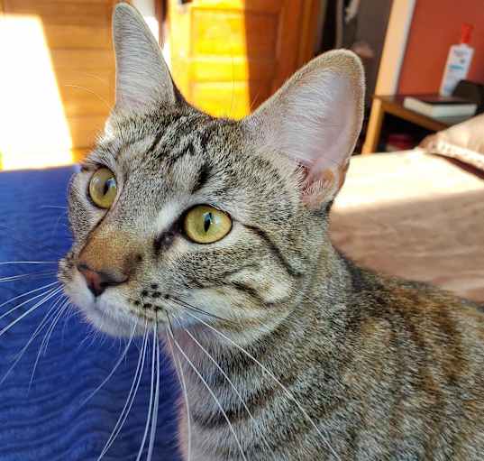 Photo of Gracie (bonded with Stripes) C14797