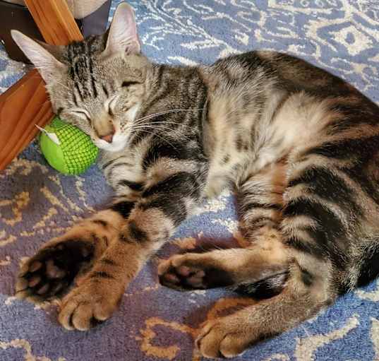 Photo of Stripes (bonded with Gracie) C14796