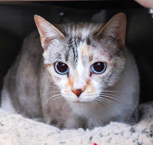 Photo of Scully (Bonded with Mulder)