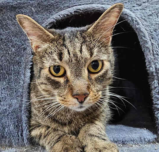 Photo of Max - Polydactyl