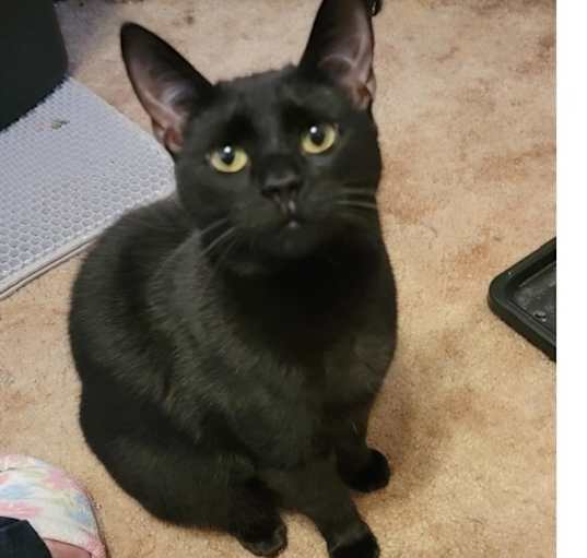 Photo of Pepper