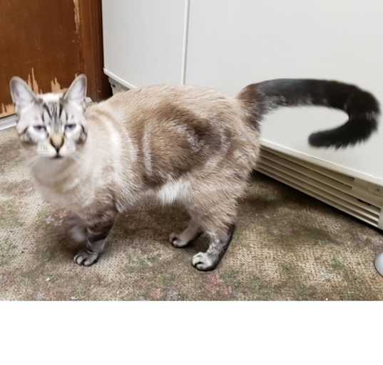 Photo of Misty