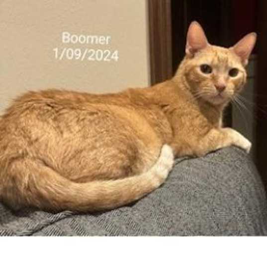 Photo of Boomer