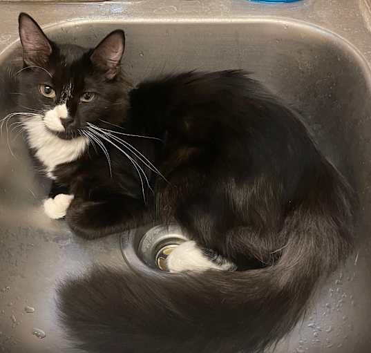 Photo of Paisley
