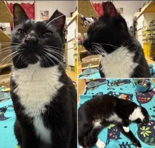 Photo of Sugarfoot