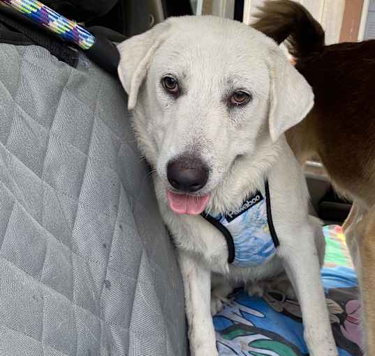 Photo of Loki Garcia