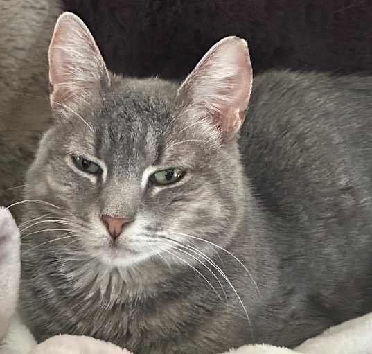 Photo of Daisy