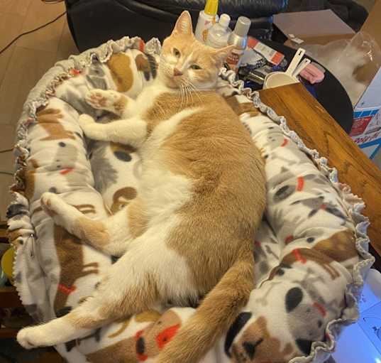 Photo of Helpful Hannah