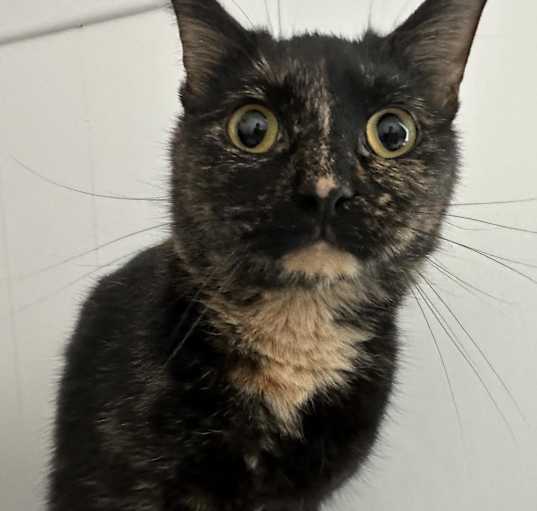 Photo of Tortilla