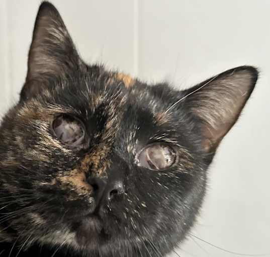 Photo of Torta - Blind