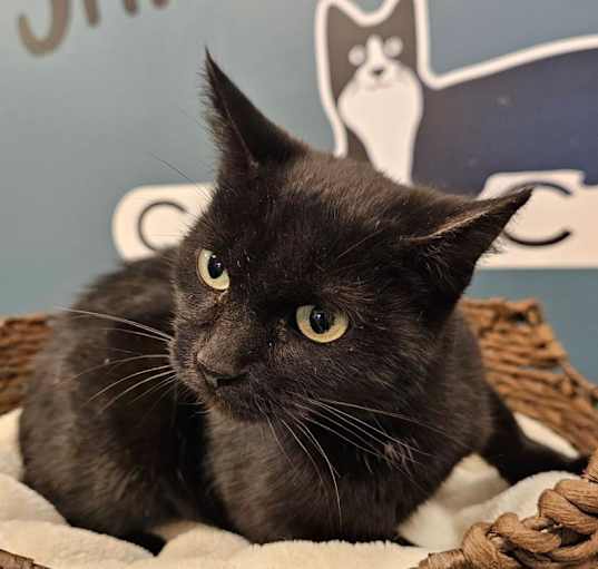 Photo of Black Pearl