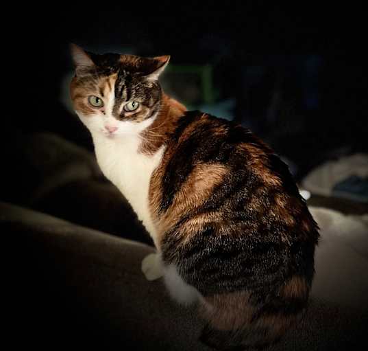Photo of Fancy Meowington