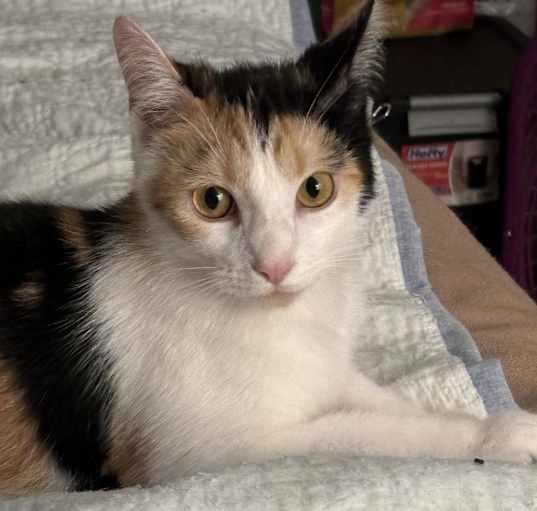 Photo of Ruby