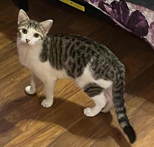 Photo of Milkshake
