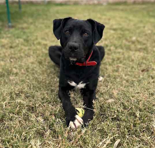 Photo of Shadow