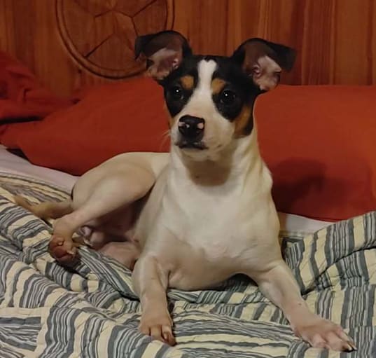 Photo of Tootsie