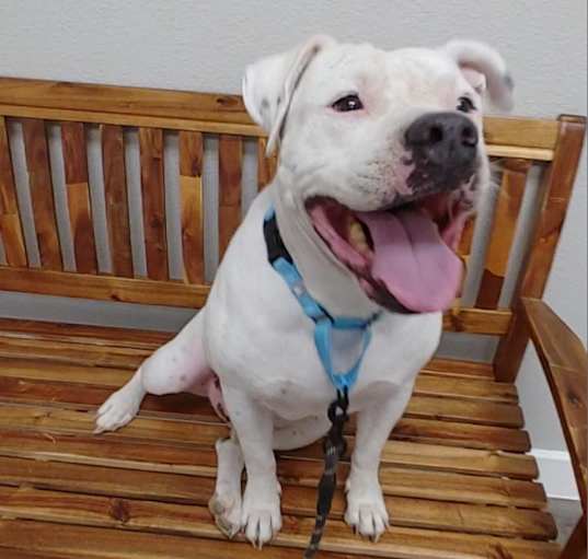 Photo of Buddy