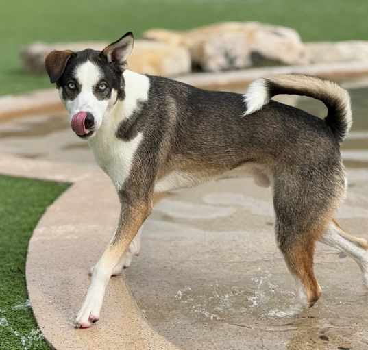 Photo of Rambo