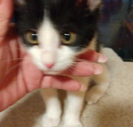 Photo of Generic Pretend Kitty