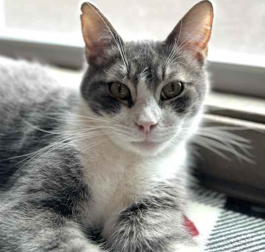 Photo of Little Dipper