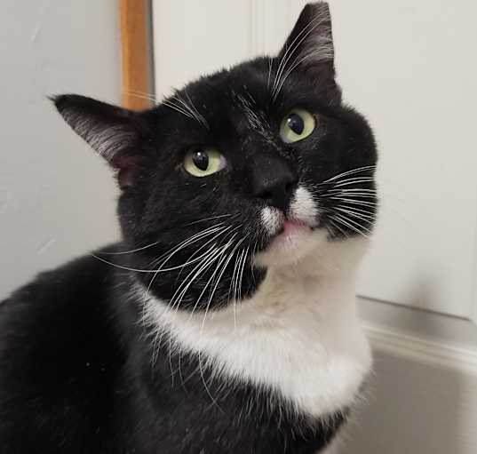 Photo of Spunky