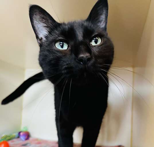 Photo of Spook