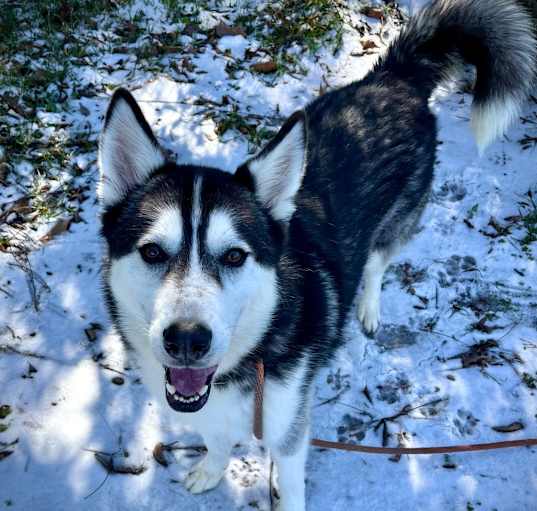 Photo of Roku
