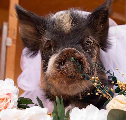 Photo of Petunia