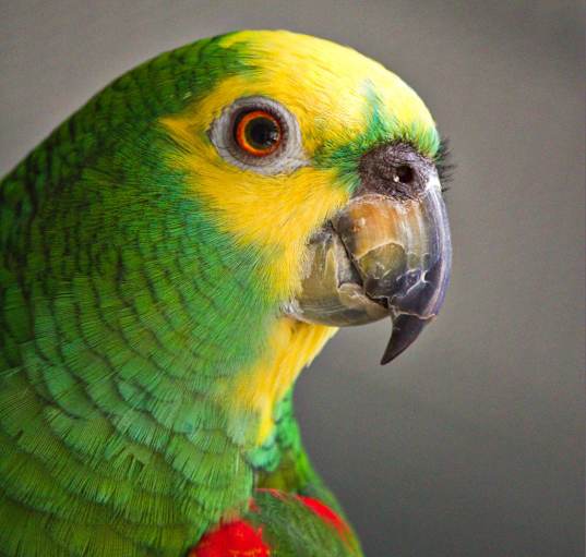 Photo of Blueberry