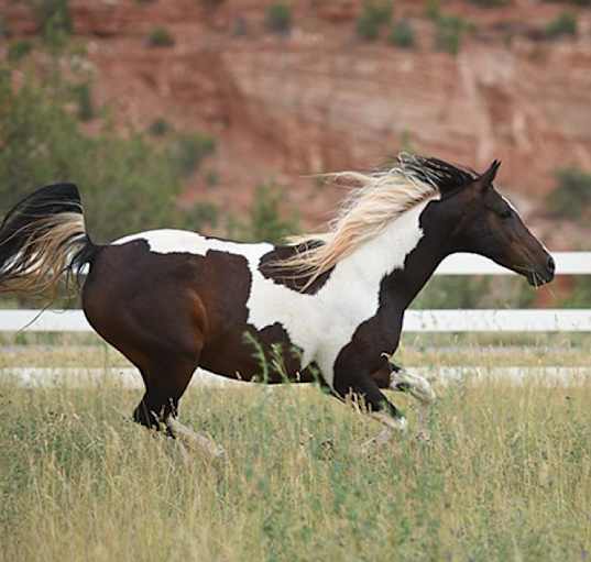 Photo of Jewel