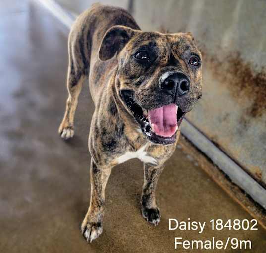Photo of Daisy (Malibu)