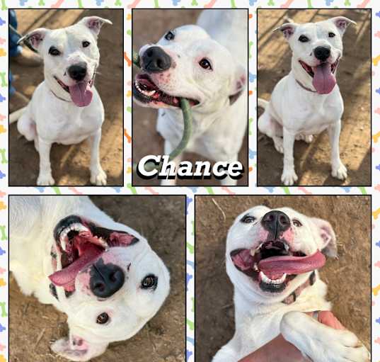 Photo of Chance