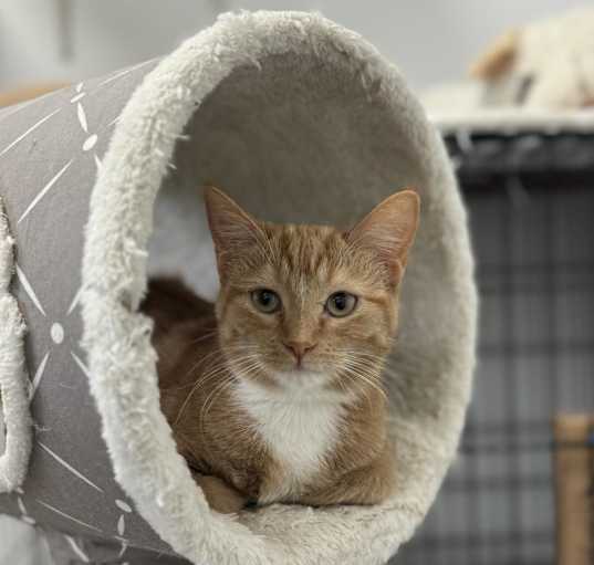 Photo of Peach