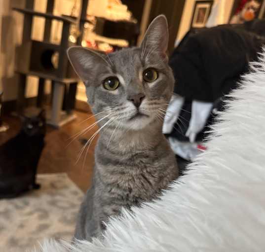 Photo of Martini