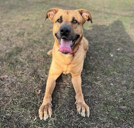 Photo of Domino
