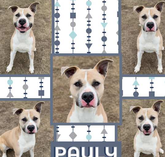 Photo of Pauly 