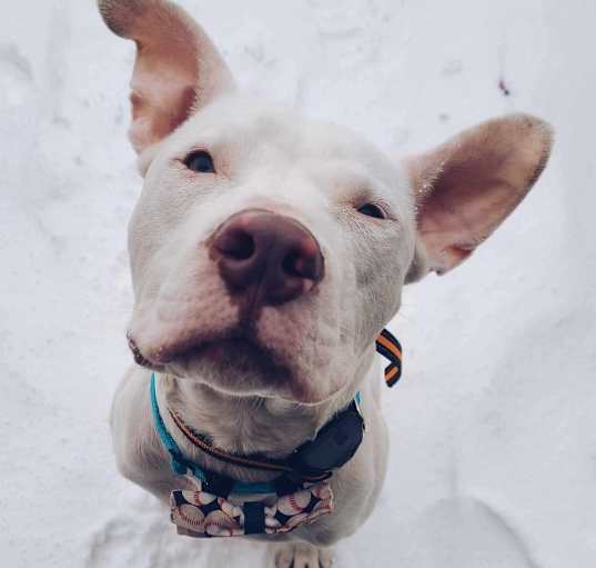 Photo of Casper