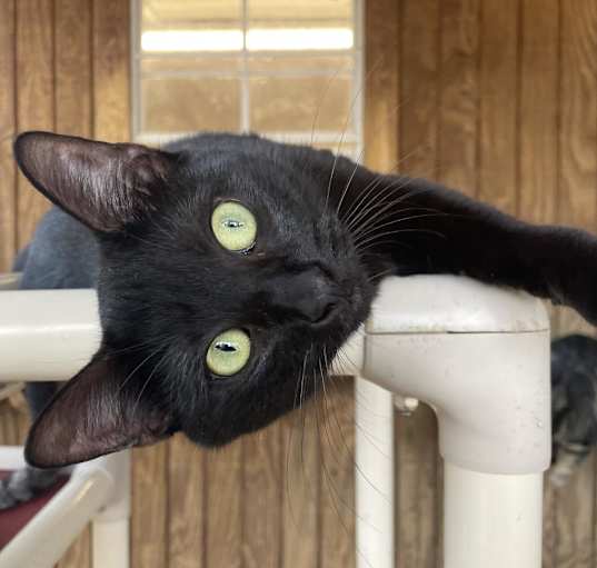 Photo of Bella