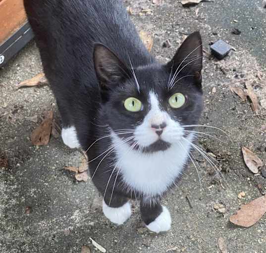 Photo of Mittens