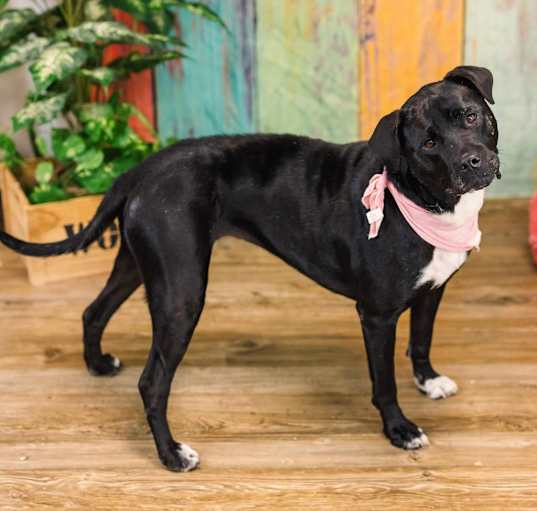 Photo of CiCi (Sponsored)