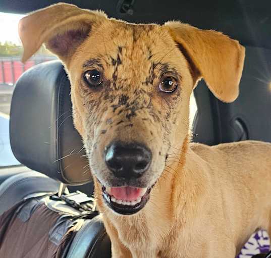 Photo of Nala