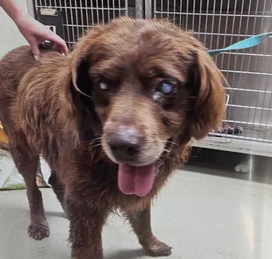 Photo of Shaggy