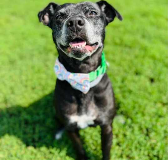 Photo of Kona