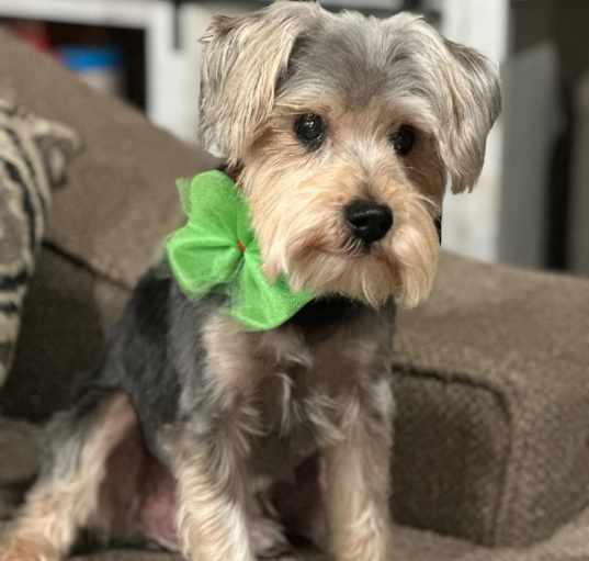 Photo of Maximilian