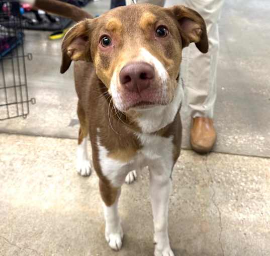 Photo of Scout