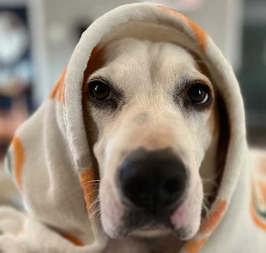Photo of Augie
